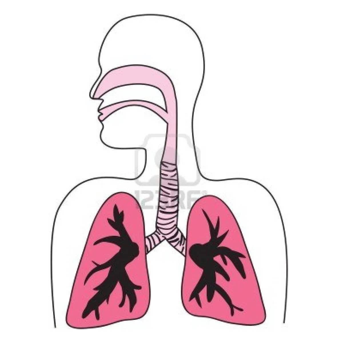 Pix For > Sistema Respiratorio Dibujo