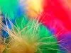 Pix Plumas de colores photos on Pinterest