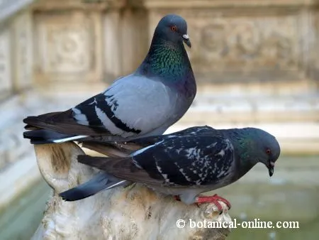 Plaga de palomas en la ciudad