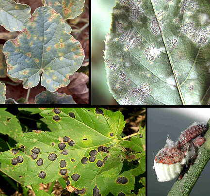 PLAGAS Y ENFERMEDADES DE LAS PLANTAS