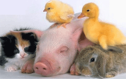 PLAN DE MAESTRÍA: Tu comes cadaveres?