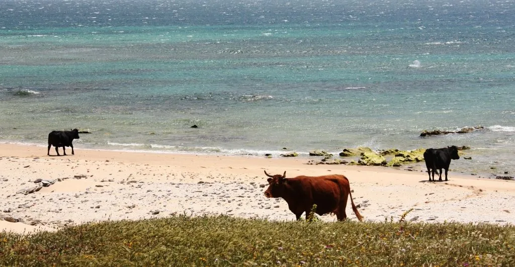Planazos varios | EL SIBARITA ACCIDENTAL