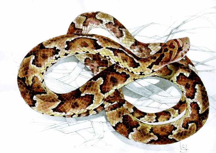 Planean erradicar la serpiente de California en Gran Canaria