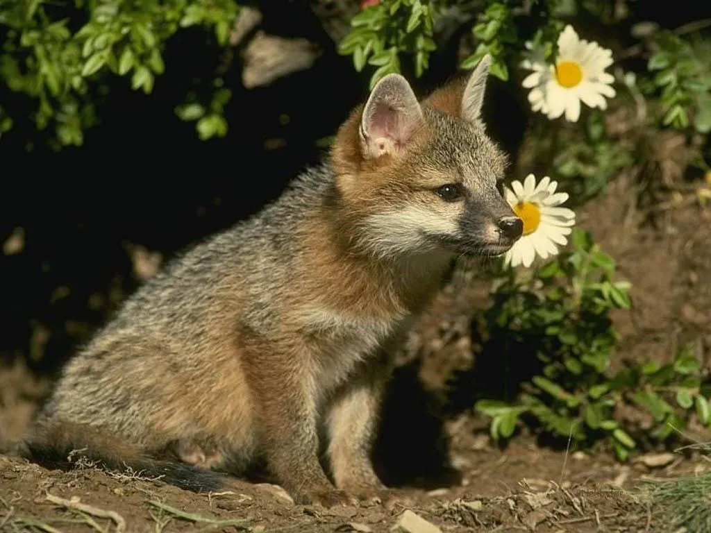 PLANETA ANIMAL SEU BLOG DOS ANIMAIS: Raposa