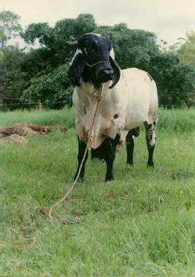 PLANETA CEBU - El mundo del Cebu: RANCHO LOS COYOLES