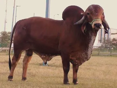 PLANETA CEBU - El mundo del Cebu: TOROS DE MEXICO: JMA KRIZSTIANO ...