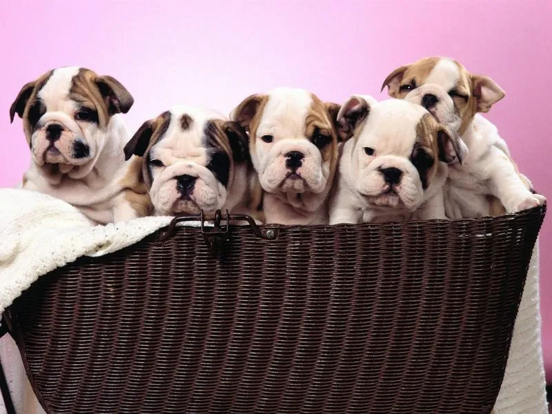 Planeta de Peques: Fondos de Perros: Bulldogs en una canasta