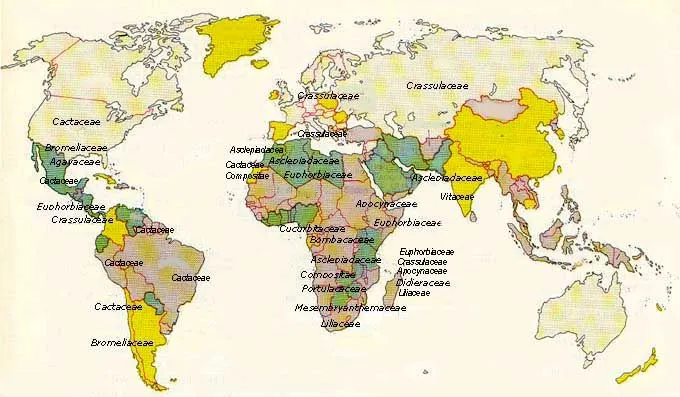 Planisferi dei principali generi e famiglie Cactus e Dintorni: il ...