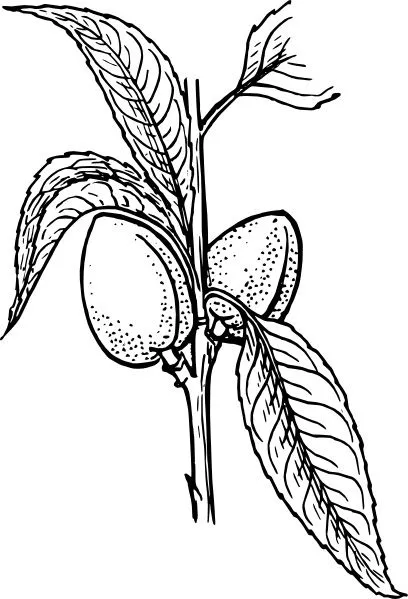 Planta de almendra clipart Vector de imágenes prediseñadas ...