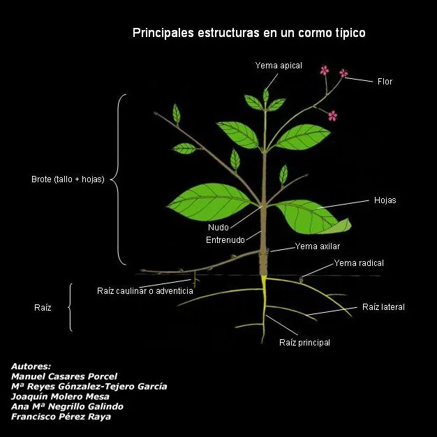 Partes de la planta