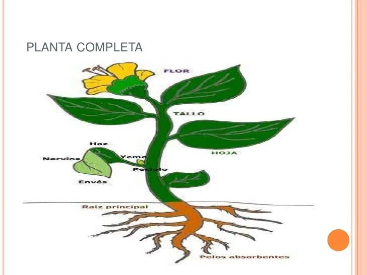 Una planta completa con sus partes - Imagui