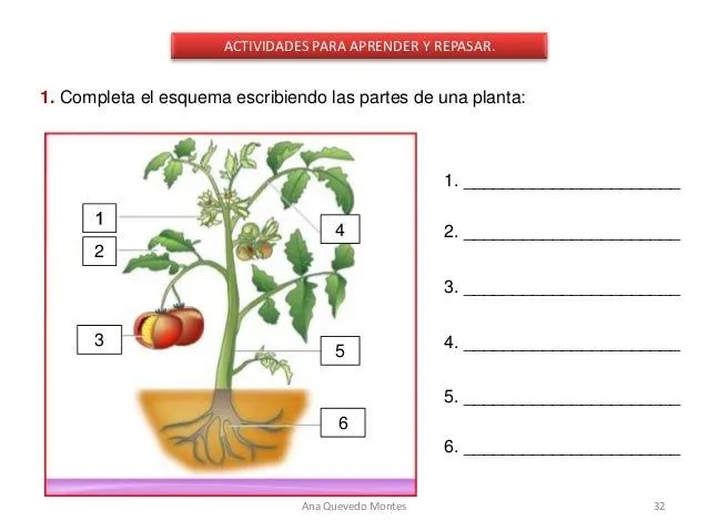 Una planta completa con sus partes - Imagui