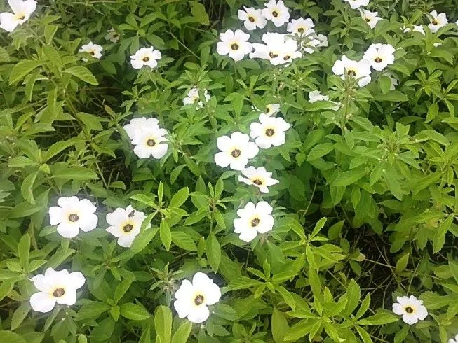 planta de flores blancas con negro??? - Foro de InfoJardín