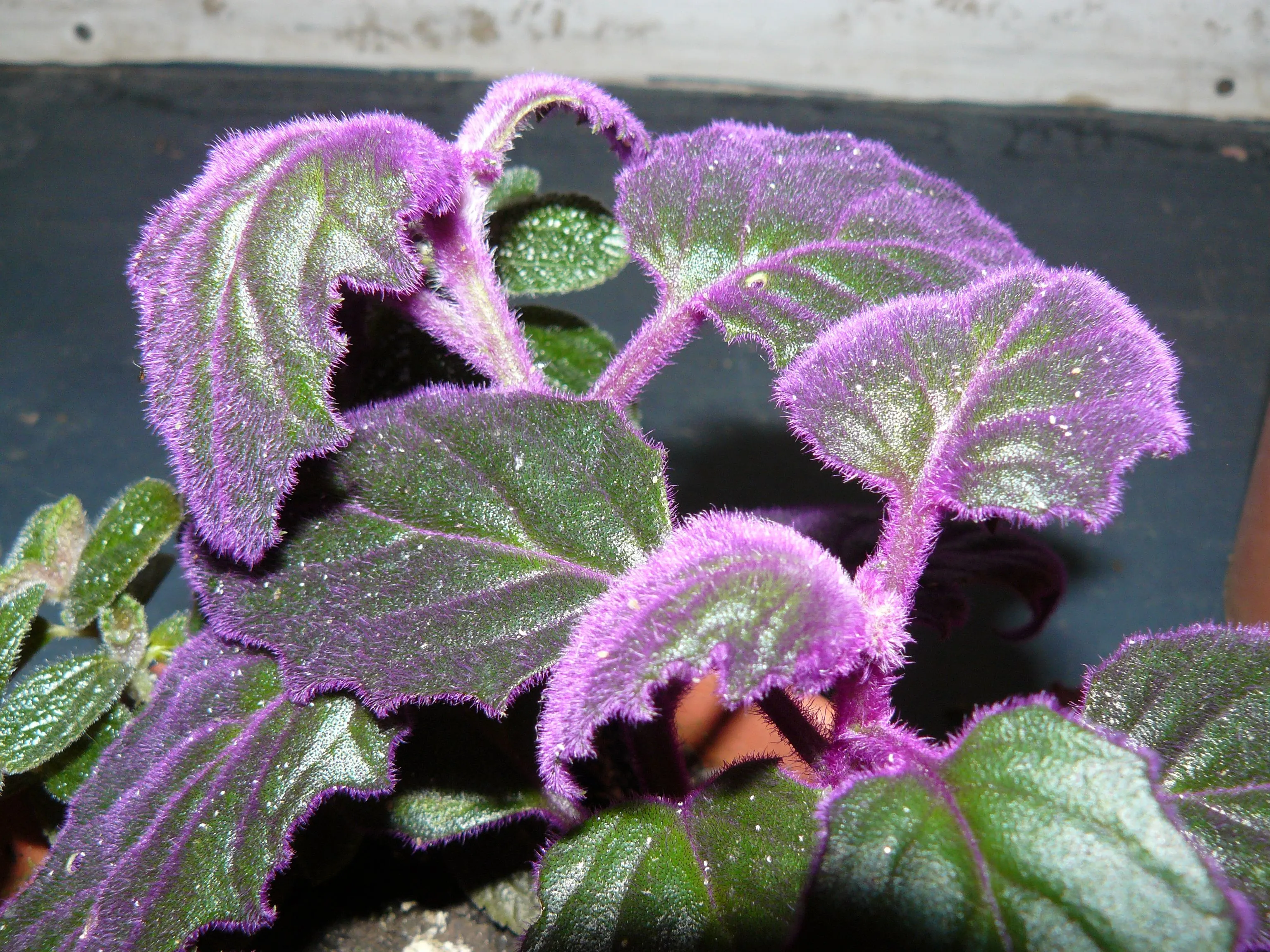 Planta de Hojas verdes y violetas | MARAVILLATE