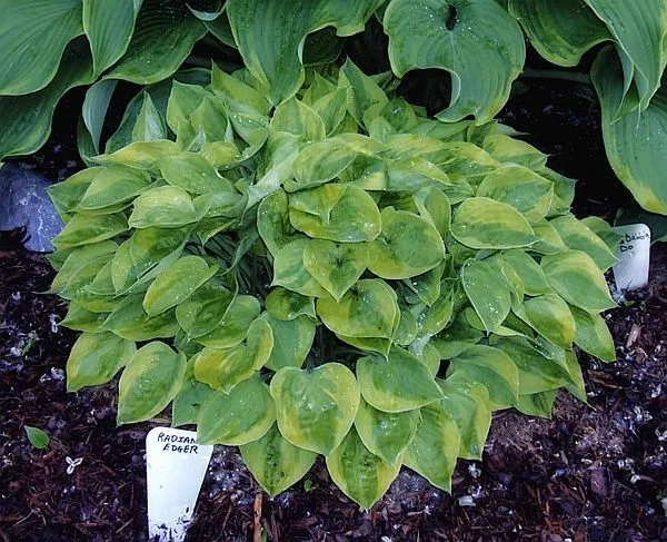 Planta hostas en tu jardín