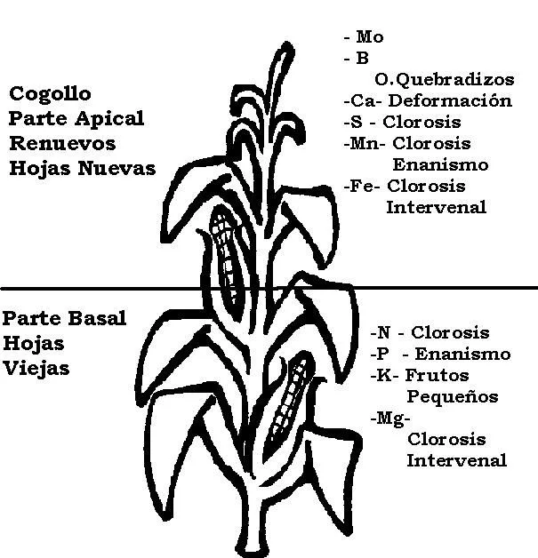 Partes de la planta del maiz - Imagui