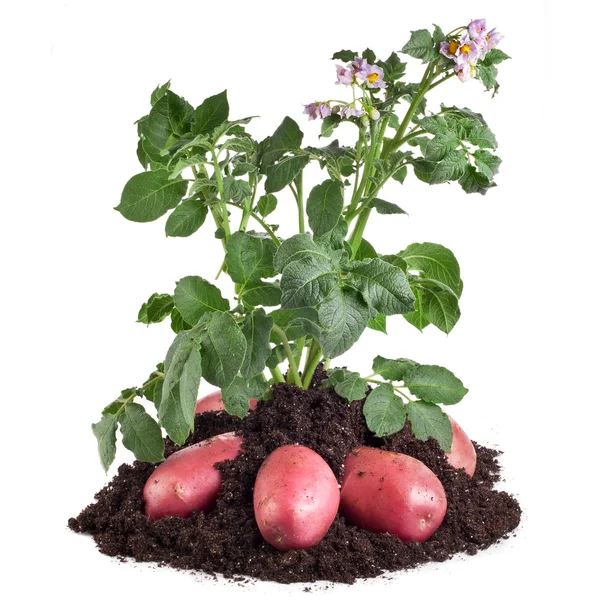 Planta de papa y tubérculos aislados en blanco — Foto stock ...