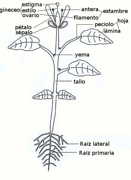 Planta con sus partes para dibujar - Imagui