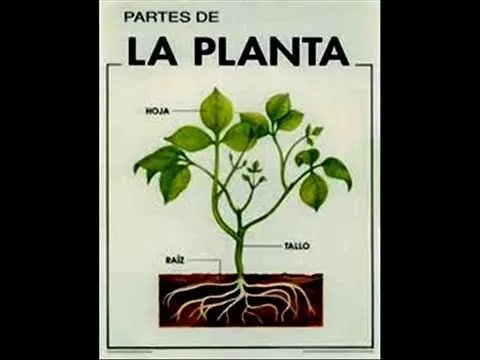 La planta y sus partes para niños de primaria - Imagui