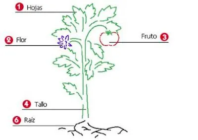 Plantas y sus partes para pintar - Imagui