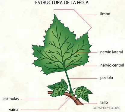 la planta: PARTES DE LA PLANTA