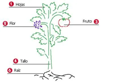 Partes de la planta para completar para colorear - Imagui