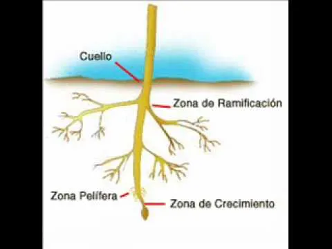 Planta e Raiz - Escuchar Canciones de Planta e Raiz mp3