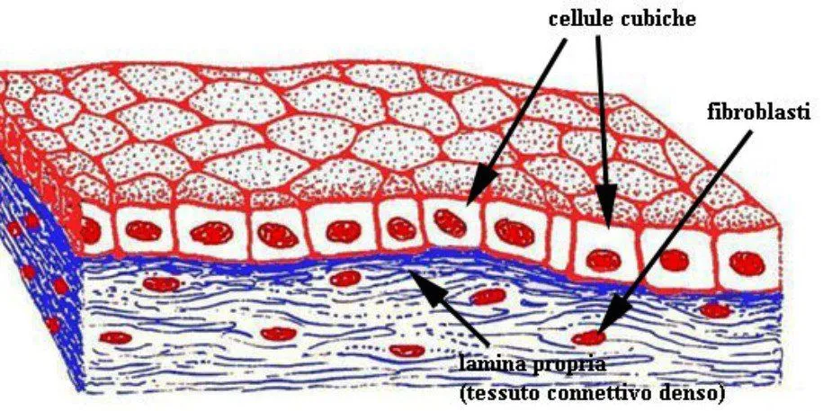 Plantão Médico: HISTOLOGÍA TEJIDO EPITELIAL DE REVESTIMIENTO Y ...