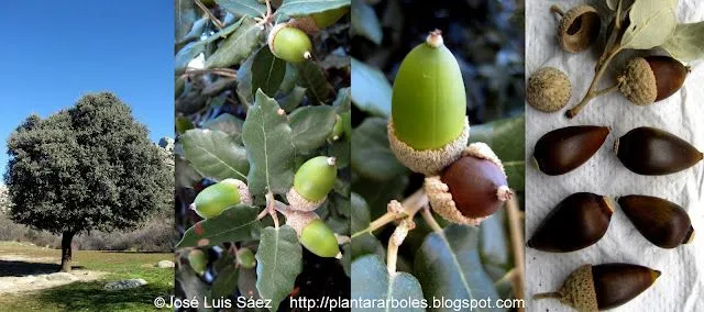 PLANTAR ÁRBOLES y arbustos: Semillas y Frutos: Fotos