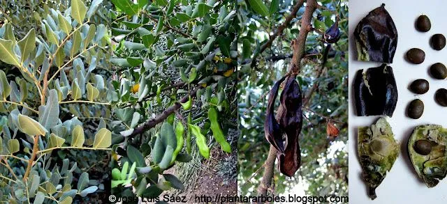 PLANTAR ÁRBOLES y arbustos: Semillas y Frutos: Fotos