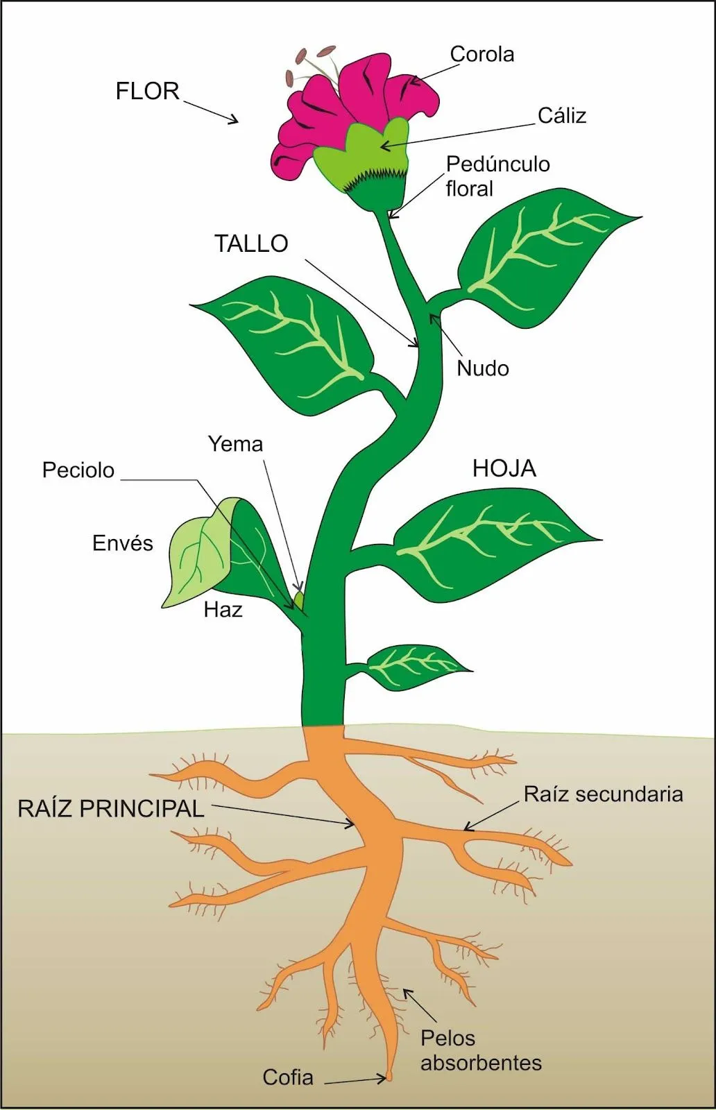 Las plantas