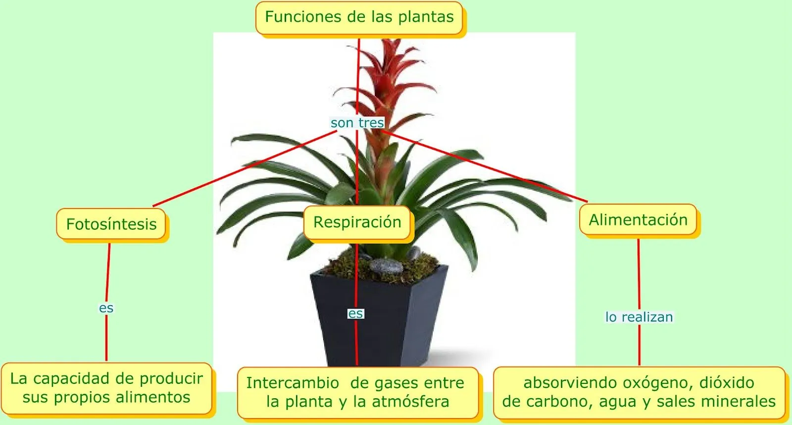 Plantas