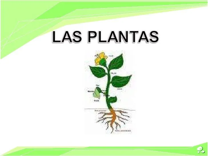 LAS PLANTAS