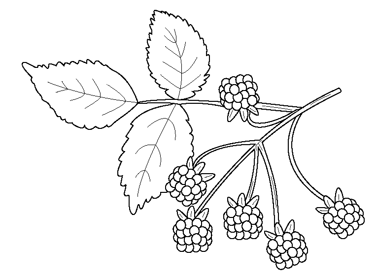 Plantas alimenticias para colorear - Imagui