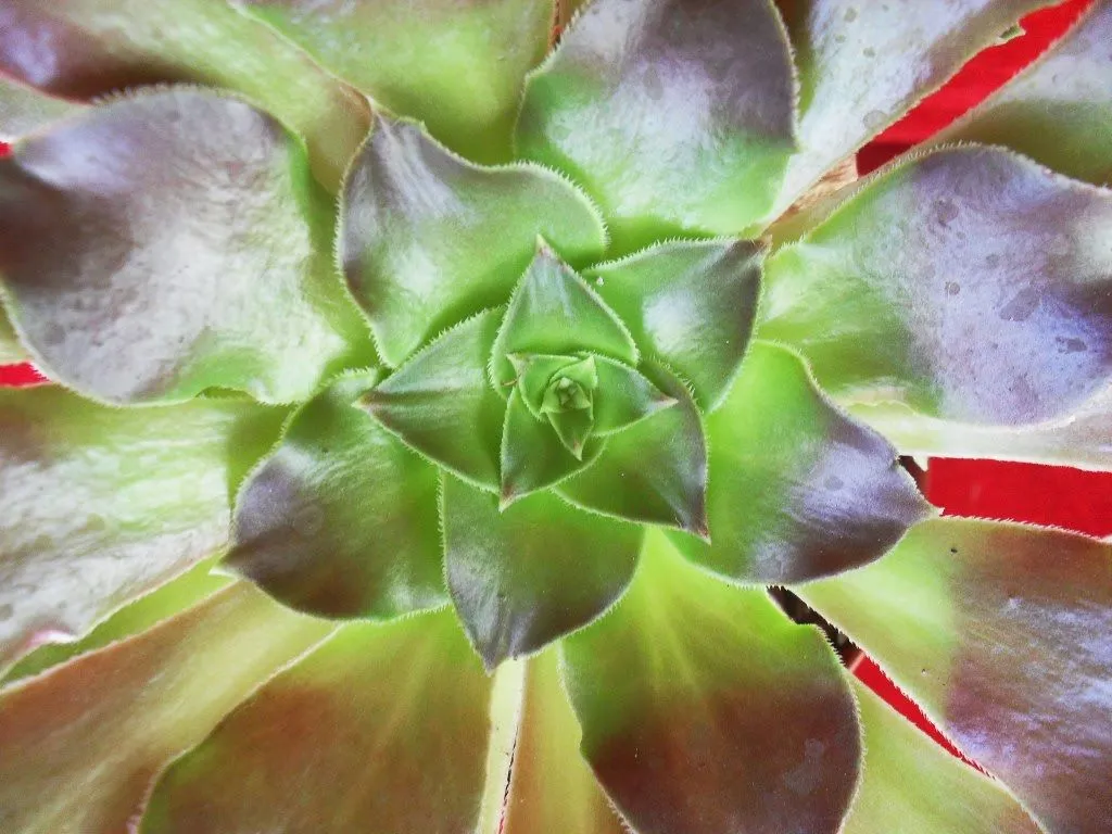 Plantas Bonitas