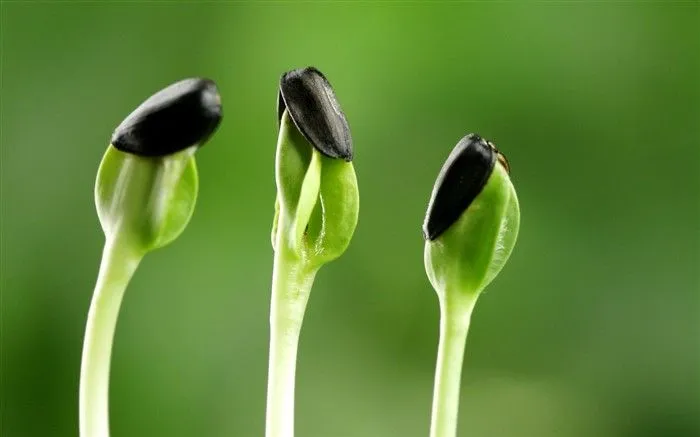 las plantas brotan las hojas fondos de escritorio de alta ...