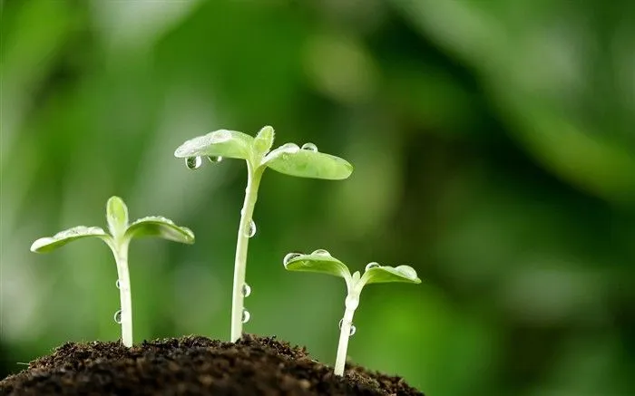 las plantas brotan las hojas fondos de escritorio de alta ...