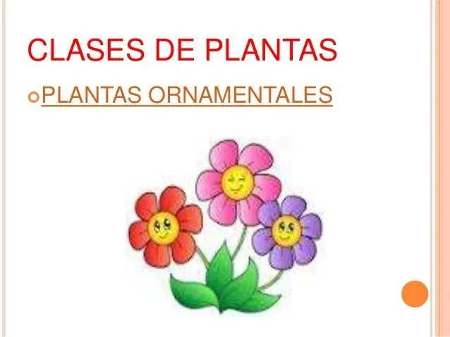 Las plantas y sus categorias