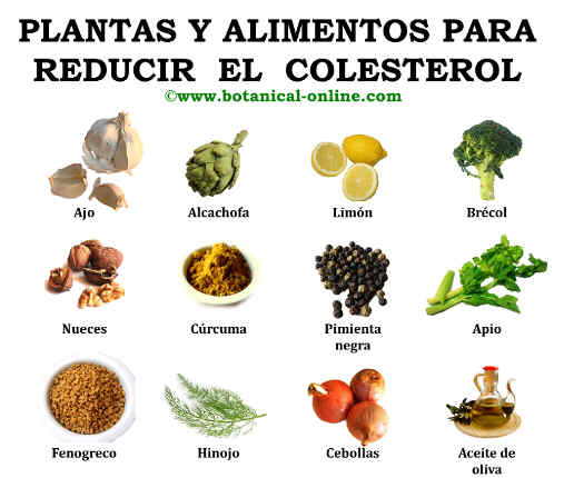 Plantas para el colesterol