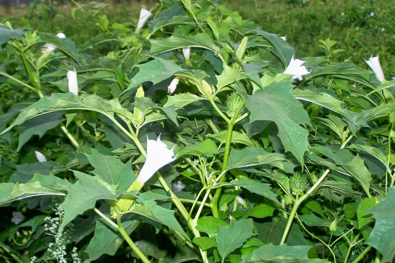 Plantas Curativas y Medicinales