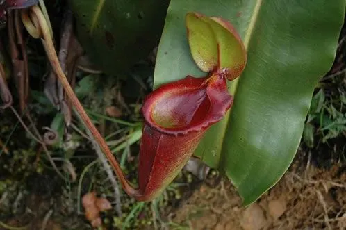 Plantas Exóticas.