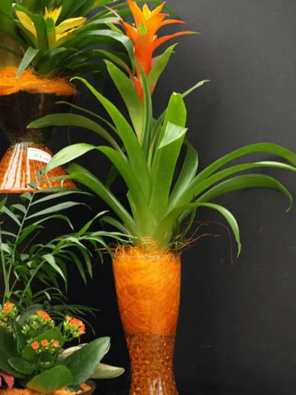 plantas exoticas | Cuidar de tus plantas es facilisimo.