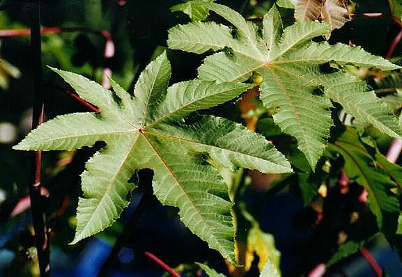 Plantas Exóticas en Ribera Norte