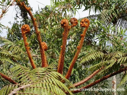 plantas exóticas - Taringa!