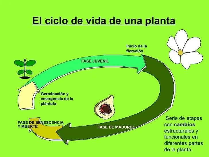 U N I D A D 7 Las Plantas Con Flor