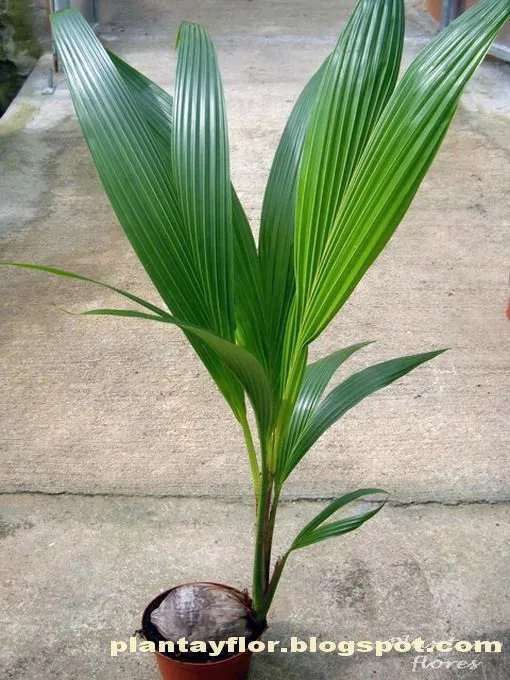 Plantas y flores: Cocos nucifera