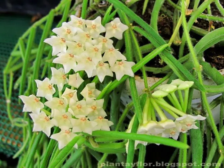 Plantas y flores: Hoya linearis