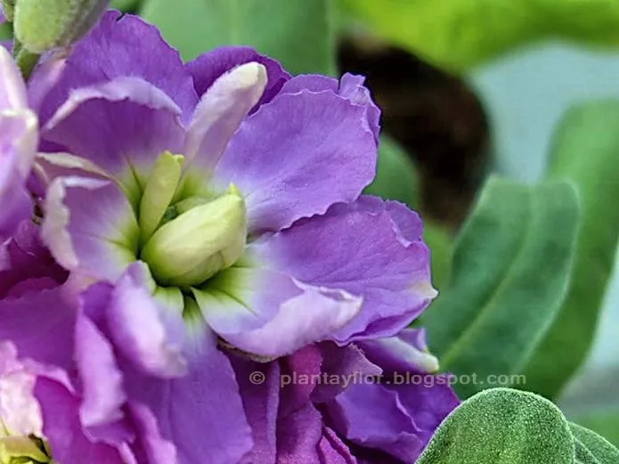 Plantas y flores: Matthiola incana