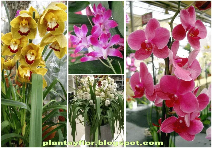 Plantas y flores: Orquídeas