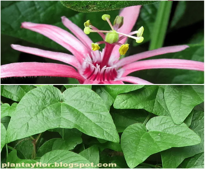 Plantas y flores: Passiflora sanguinolenta